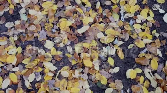 秋天地面上的五彩落叶缩放视频的预览图