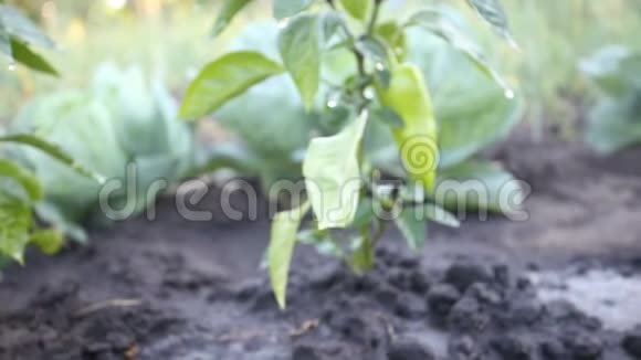 花园里灌木丛上的青椒视频的预览图