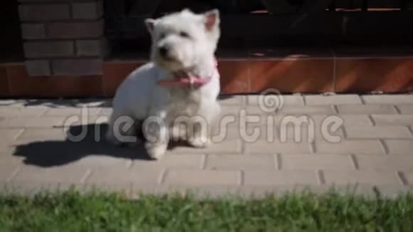 一只小白狗视频的预览图