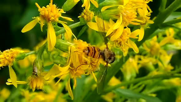 吸吮美味的花粉宏观视频的预览图