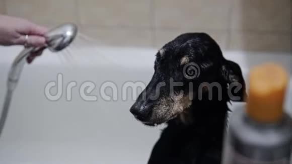 老狗品种达春德正在洗澡时靠在边上女孩把狗从淋浴中扔了出来回放缓慢视频的预览图