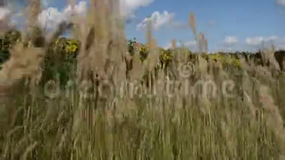 干枯的草在蓝天下随风摇曳视频的预览图
