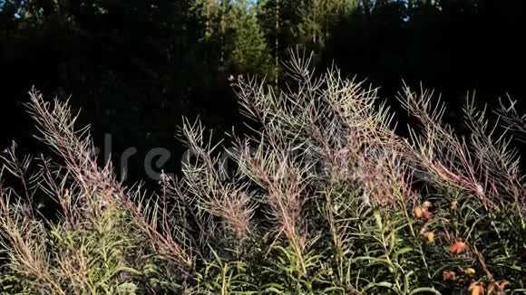 艾文茶在田野里随风飘荡视频的预览图