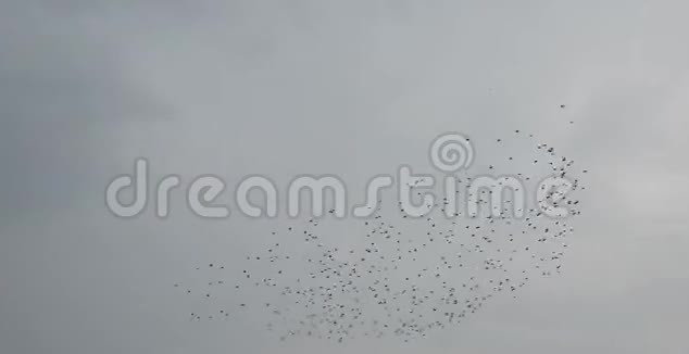 一大群鸟在雷雨前在灰色的天空中飞走了视频的预览图