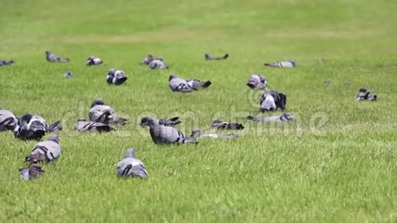 野鸽子晒草坪视频的预览图