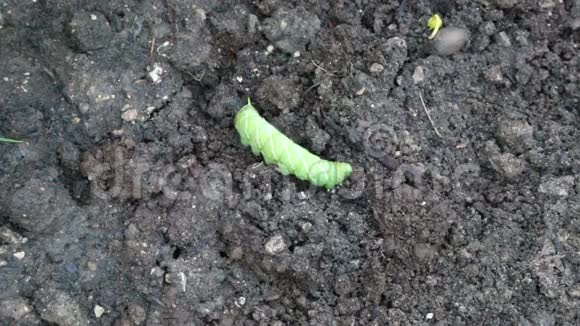 菜园土壤上的番茄角虫视频的预览图