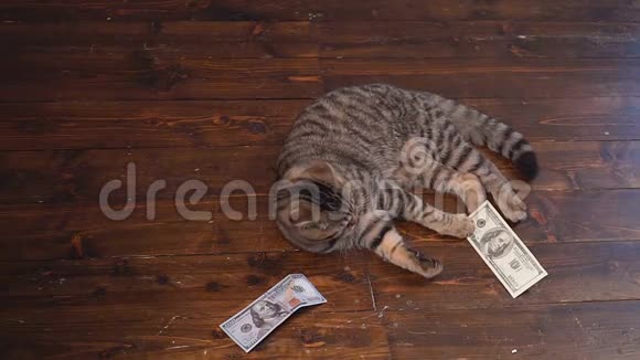 那只猫猎钱视频的预览图