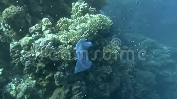 废弃的蓝色塑料袋在美丽的珊瑚礁上靠近游泳学校的阴蒂热带鱼镜头缓缓向前视频的预览图