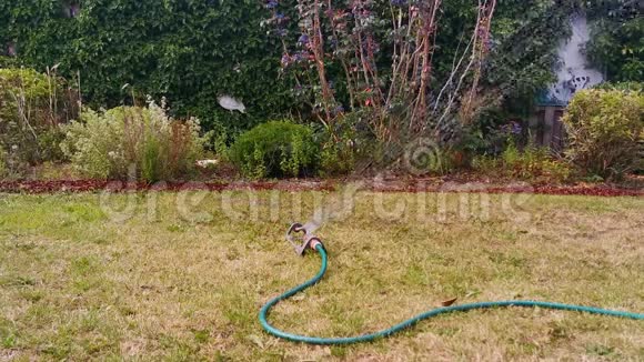 用自动花园喷雾器给草坪浇水用喷水器把草坪上的水灌起来在后院喷水视频的预览图