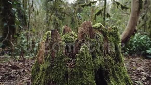雾蒙蒙的森林里有长满苔藓的树桩视频的预览图