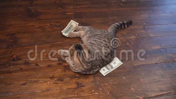那只猫猎钱视频的预览图