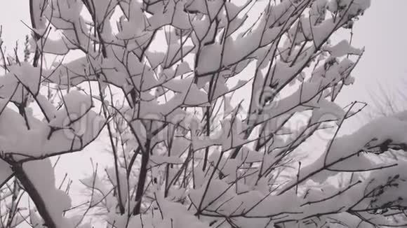 雪躺在树枝上特写镜头冬季圣诞公园雪缓慢地落在没有叶子的树枝上视频的预览图