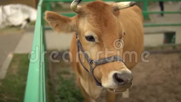 一头棕色的大牛在秋天的牛笔里从喂食器里嚼草视频的预览图