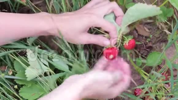 雌性手采摘新鲜有机成熟草莓接近视频的预览图
