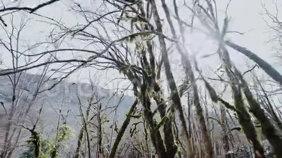 阳光下有长满苔藓的童话树视频的预览图