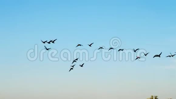 加拿大鹅群的剪影加拿大的布兰塔从湖边飞向阳光视频的预览图