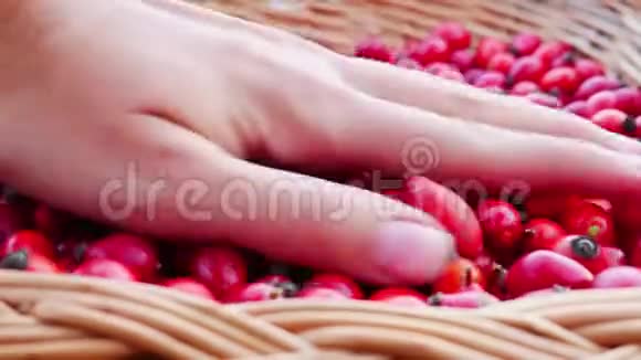 上紧的女性手在编织的木篮里装满了新鲜的红玫瑰狗的浆果视频的预览图
