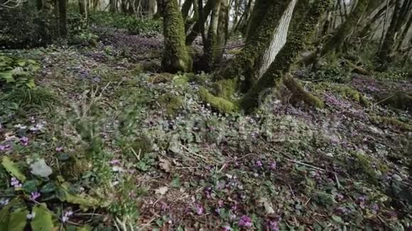 童话森林的中央有一片紫色的仙客座视频的预览图