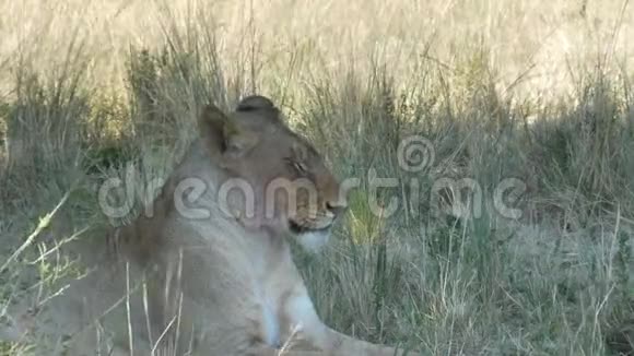 靠近一只母狮坐在马塞马拉游戏保护区的阴凉处视频的预览图