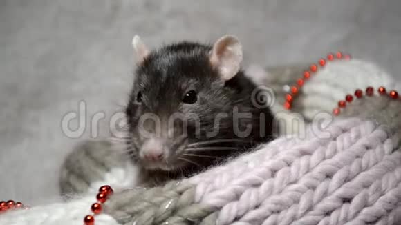 黑鼠坐在温暖的围巾里用新年装饰洗搅拌胡子视频的预览图