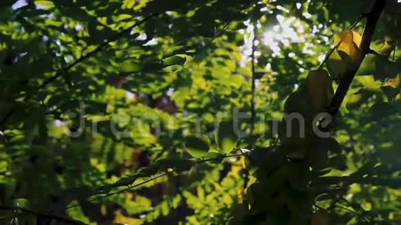 阳光穿透树叶随风沙沙作响秋景视频的预览图