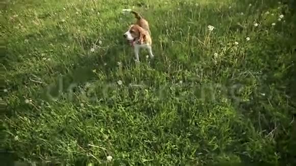 家犬比格玩视频摄像机狗在镜头前奔跑视频的预览图