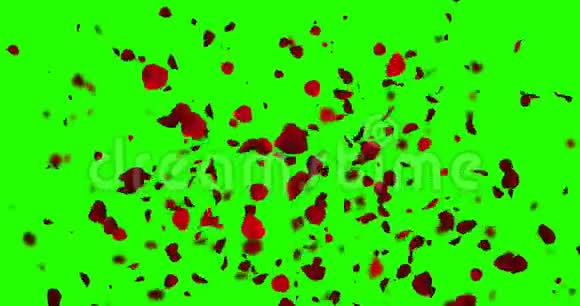 动画红色玫瑰花瓣从底部飞起在彩色关键绿色屏幕背景下爆炸爱和情人节视频的预览图