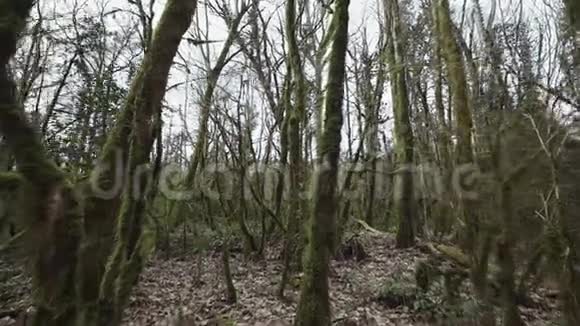 在雾中穿过长满青苔的森林视频的预览图