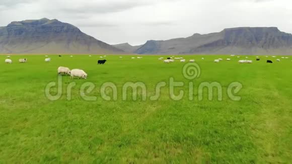 冰岛绵羊在山的背景下在绿色草地上吃草无人机拍摄视频的预览图