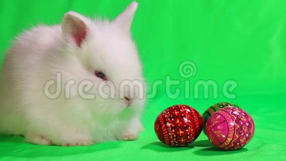 复活节小兔子绿色背景上有复活节彩蛋视频的预览图