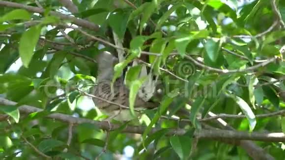 斑马栖息在树枝上清理羽毛视频的预览图