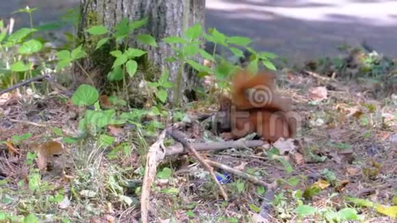 有趣的棕色松鼠栖息在森林中的一棵树附近吃一些东西视频的预览图