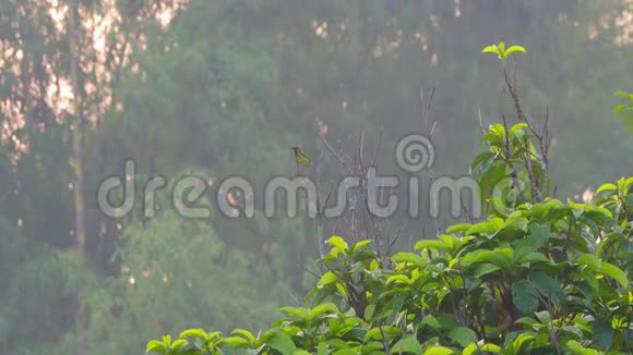橄榄背太阳鸟栖息在树顶上视频的预览图