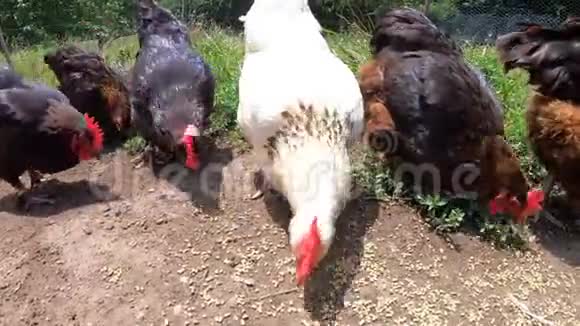 白母鸡被棕色母鸡包围吃种子自由活动鸡吃谷物在外面吃鸡户外农场动物视频的预览图