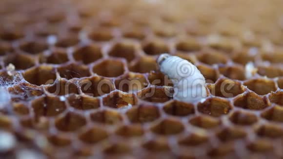 幼虫蜡蛾咬蜂窝状它的幼虫吃蜡花粉蜜蜂面包和蜂蜜蜡像里程摧毁蜜蜂细胞视频的预览图