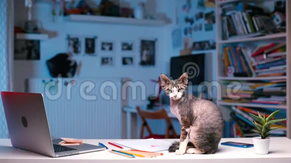 猫正坐在办公桌上仔细地看着摄像机视频的预览图