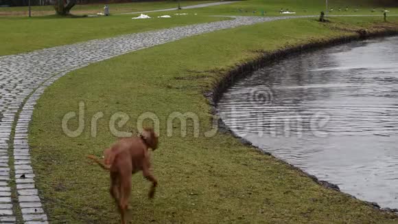 德国慕尼黑一个湖附近的雨天一只欢快可爱的红发狗Vizsla跑着鸭子正从视频的预览图