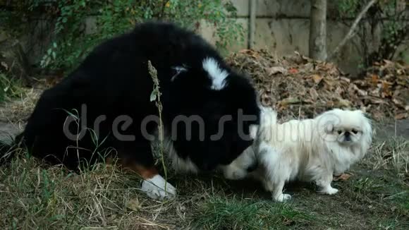 大黑狗伯尼斯山狗感兴趣地嗅了嗅舔了舔小白北京狗的尾巴特写镜头视频的预览图