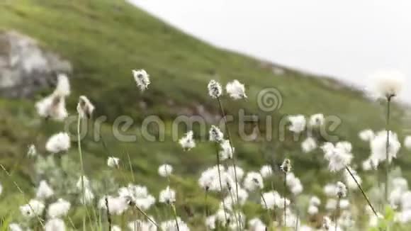 日落时山谷的棉花草视频的预览图
