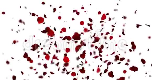 动画红玫瑰花瓣从白色背景下爆炸爱情与情人节的关系视频的预览图
