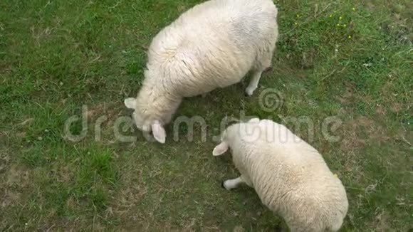 两只白羊在草场吃草吃草视频的预览图