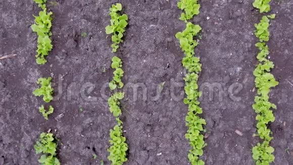 在露天农场种植的小莴苣农业和园艺的概念视频的预览图
