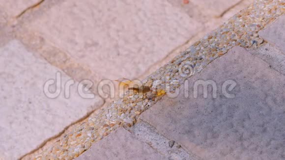 一只蜻蜓栖息在石楼上视频的预览图