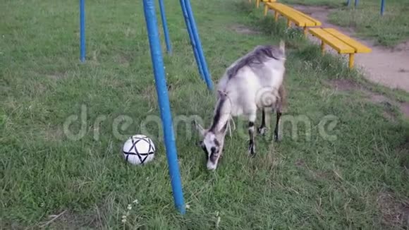 一只山羊在公园里嗅着一个足球笑和幽默视频的预览图