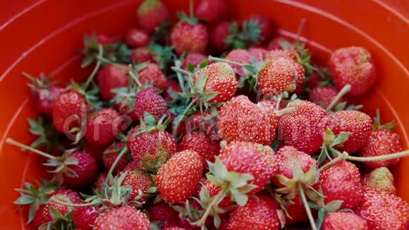 浆果被倒进篮子里成熟的草莓落在桶里视频的预览图
