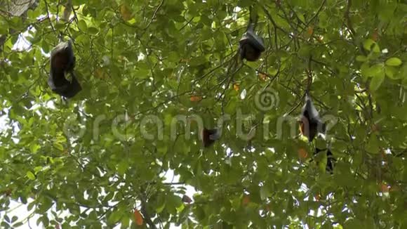 吊着蝙蝠睡在树上视频的预览图