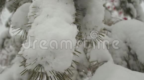 云杉覆盖着雪冬天圣诞节公园里的松枝上覆盖着雪雪落在树枝上视频的预览图