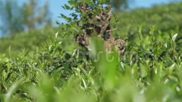 茶树叶片在人工林近景中的运动视频的预览图