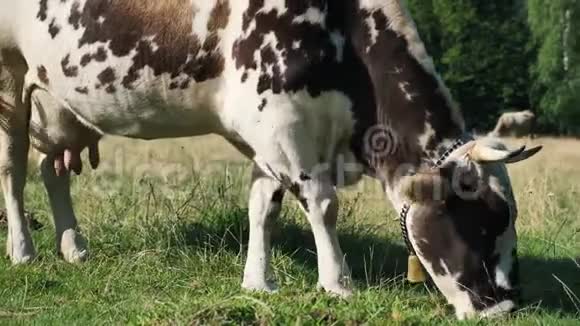 奶牛在牧场上吃草视频的预览图