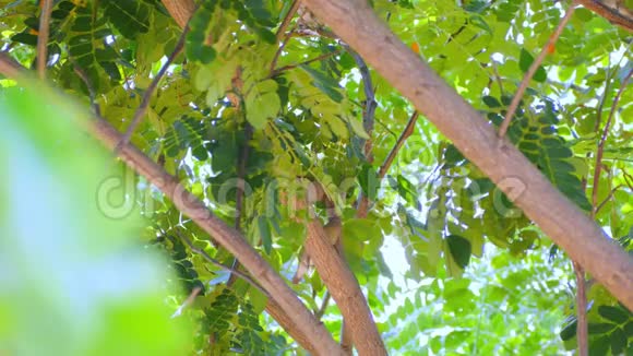 树枝上的小黑鸟视频的预览图